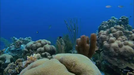 HDScape: Ocean Aquarium (2008)