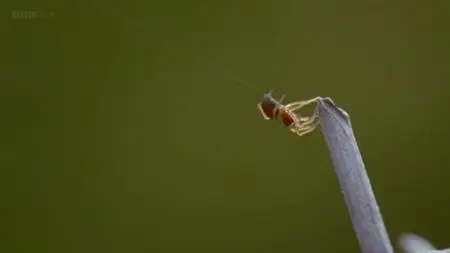 BBC - Insect Worlds (2013)