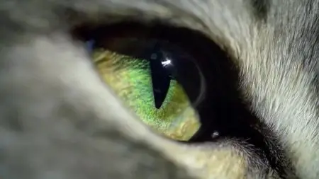 BBC - Cat Watch: The New Horizon Experiment (2014)