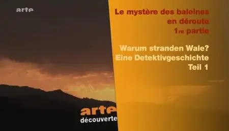 (Arte) Le mystère des baleines en déroute (2012)