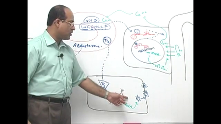 Dr. Najeeb - Endocrine Physiology (2015)