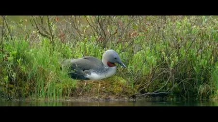 Tale of a Lake / Järven tarina (2016)