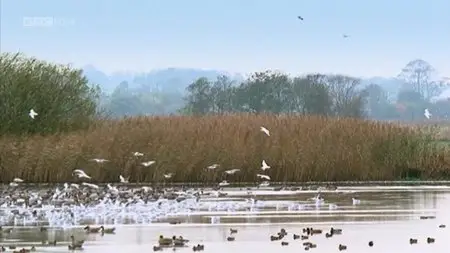 BBC - Twitchers: A Very British Obsession (2010)