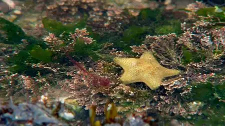 BBC - The Secret Life of Rockpools (2013)