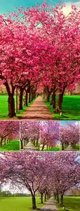 Stock Photo - Spring Garden