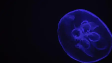 Absurd Planet S01E02