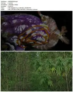 The Magic Plant (2020)