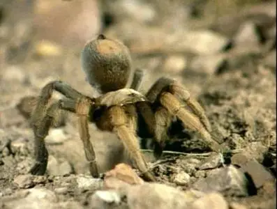 Прирожденные охотники. Диск 2