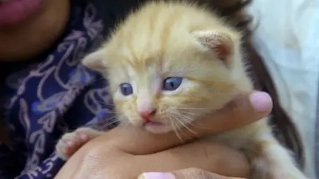 BBC - Cat Watch: The New Horizon Experiment (2014)