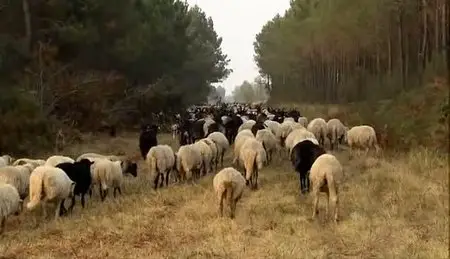 (Fr3) Des Racines et des Ailes : Passion patrimoine, histoires d'aujourd'hui (2011)