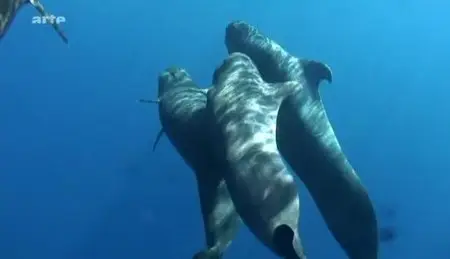 (Arte) Le mystère des baleines en déroute (2012)