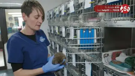 Ch5. - Save The Hedgehogs For Help The Animals (2019)