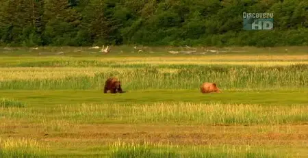 Discovery Channel Sunrise Earth - Katmai Bears