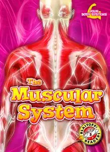 The Muscular System