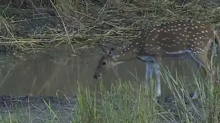 IndiaTravel Films - Kanha National Park (2012)