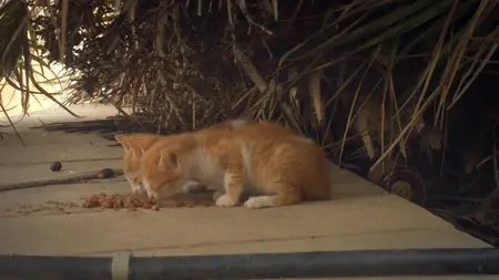 Cats of Malta (2022)