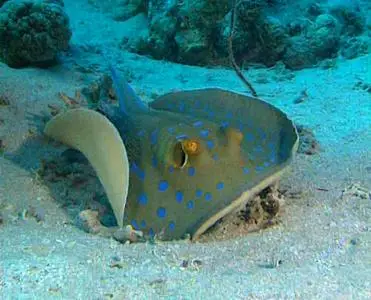 Leni Riefenstahl Produktion - Underwater Impressions (2002)