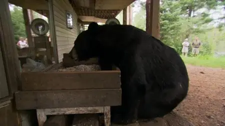 BBC Natural World - A Bear with a Bounty (2014)
