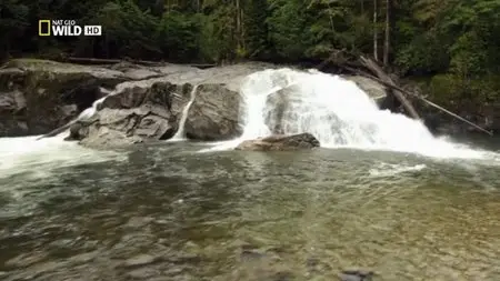 National Geographic - Moksgm'ol: The Quest for the Spirit Bear (2012)