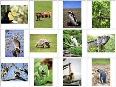 MedioImages WT39 - Discover Animals of The World