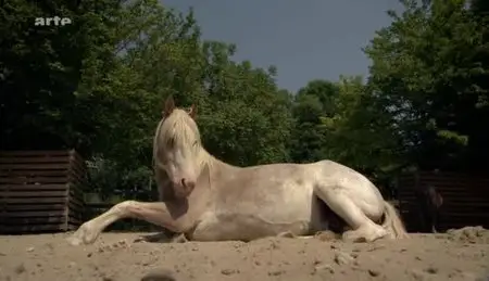 (Arte) Guérir avec les chevaux (2012)