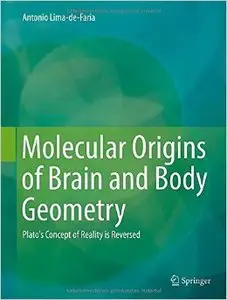 Molecular Origins of Brain and Body Geometry: Plato's Concept of Reality is Reversed (Repost)