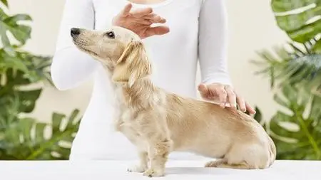 Energy Healing Reiki for Animals and Pets Certification