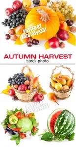 Autumn harvest 4