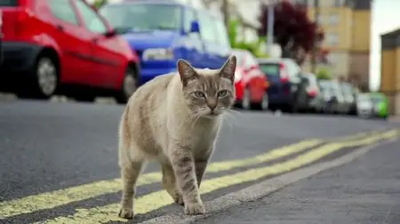 BBC - Cat Watch: The New Horizon Experiment (2014)