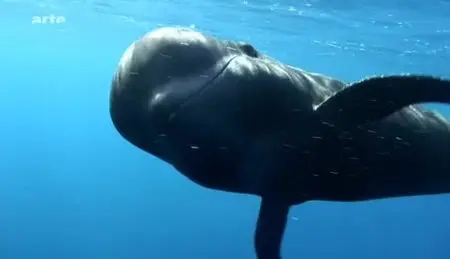 (Arte) Le mystère des baleines en déroute (2012)