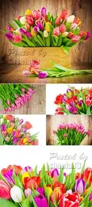 Stock Photo - Color Tulips 2