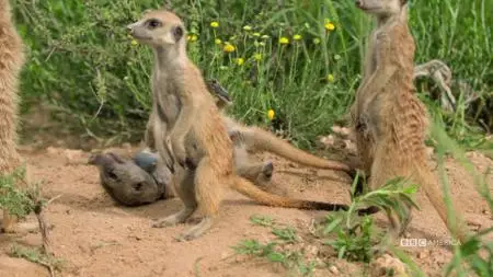 Meerkat Manor: Rise of the Dynasty S01E11