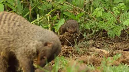 Wild Babies S01E05