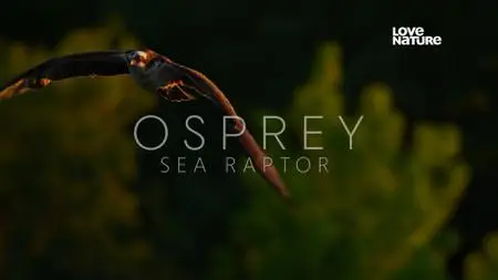 PBS - Osprey Sea Raptor (2021)