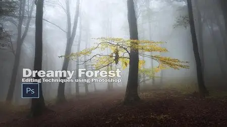 Editing Foggy Forests in Photoshop