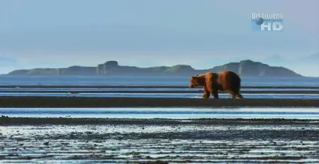 Discovery Channel Sunrise Earth - Katmai Bears