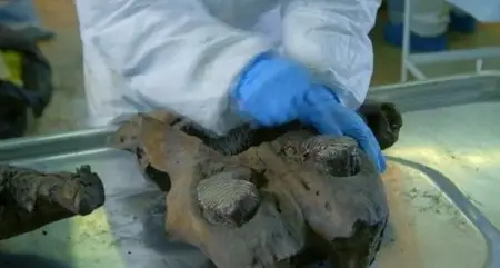 Smithsonian Channel - How to Clone a Woolly Mammoth (2015)