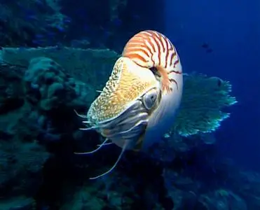 Leni Riefenstahl Produktion - Underwater Impressions (2002)