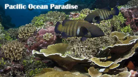 National Geographic - Pacific Ocean Paradise (2011)