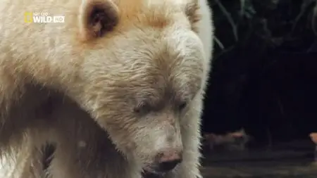 National Geographic - Moksgm'ol: The Quest for the Spirit Bear (2012)