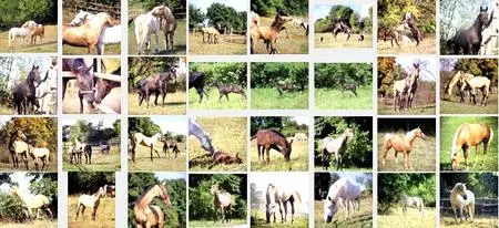 Izosoft 063 - Horses