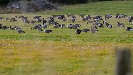 Smithsonian Earth - Wild Wild East Series 1: Migration (2017)