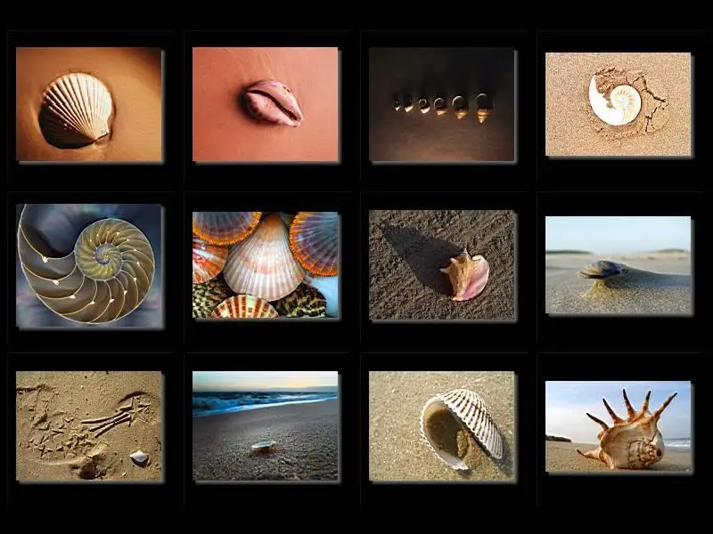 Sea Shells Wallpapers and Pics