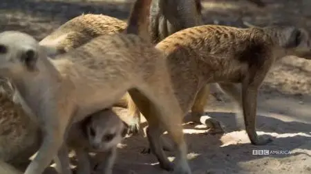 Meerkat Manor: Rise of the Dynasty S01E10