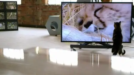 BBC - Cat Watch: The New Horizon Experiment (2014)