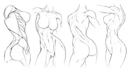 How To Draw Female Torsos: Learn Anatomy of The Female Torso, & Pose It In Perspective