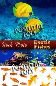 Exotic Fishes - Stock Photo