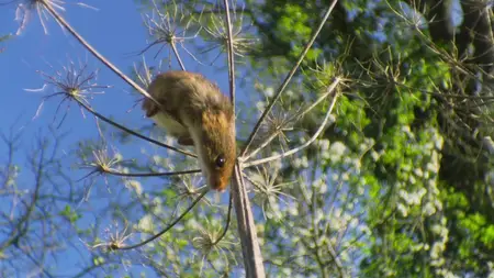 Tiny World S02E01