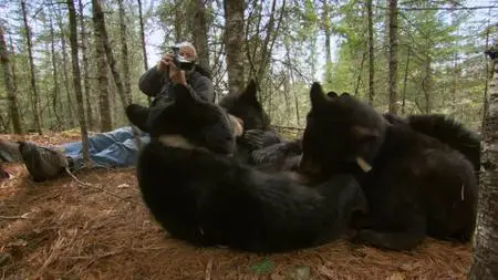 BBC Natural World - A Bear with a Bounty (2014)