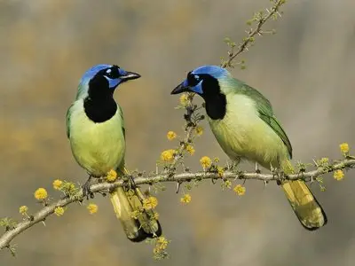 nature
